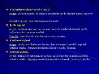 Vía cortico espinal   ventral o medial origen : corteza motora, no decusa, desciende por la médula espinal anterior  medial.  Función : controla musculatura axial. Tecto espinal origen : colículo superior, decusa en el cerebro medio, desciende por la médula espinal anterior medial.  Función : coordinación movimientos cabeza y ojos. Vestíbulo espinal origen : núcleo vestibular, no decusa, desciende por la médula espinal anterior medial.  Función : posición cabeza y cuello, balance.  Retículo espinal origen : formación reticular, no decusa, desciende por la médula espinal anterior medial.  Función : movimientos automáticos de postura y marcha. 