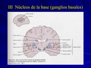 III  Núcleos de la base (ganglios basales) 