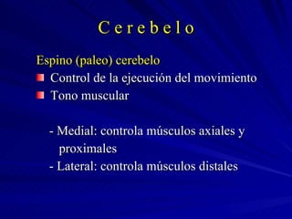 C e r e b e l o Espino (paleo) cerebelo Control de la ejecución del movimiento Tono muscular - Medial: controla músculos axiales y  proximales - Lateral: controla músculos distales 
