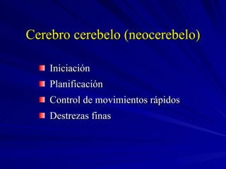 Cerebro cerebelo (neocerebelo) Iniciación Planificación Control de movimientos rápidos Destrezas finas 