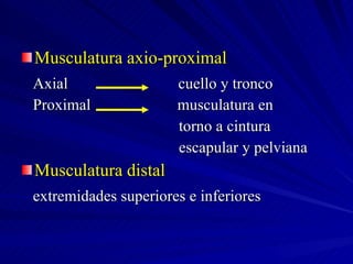 Musculatura axio-proximal Axial  cuello y tronco Proximal  musculatura en torno a cintura  escapular y pelviana Musculatura distal extremidades superiores e inferiores 