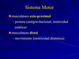 Sistema Motor musculatura  axio-proximal -  postura (antigravitacional, motricidad  estática) musculatura  distal -  movimiento (motricidad dinámica) 