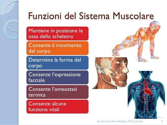 I Muscoli Che Hanno La Funzione Di Abbassare Un Organo Sistema muscolare