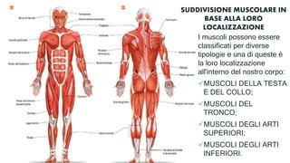 SUDDIVISIONE MUSCOLARE IN
BASE ALLA LORO
LOCALIZZAZIONE
I muscoli possono essere
classificati per diverse
tipologie e una di queste è
la loro localizzazione
all'interno del nostro corpo:
MUSCOLI DELLA TESTA
E DEL COLLO;
MUSCOLI DEL
TRONCO;
MUSCOLI DEGLI ARTI
SUPERIORI;
MUSCOLI DEGLI ARTI
INFERIORI.
 