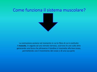 Sistema muscolare Rotta Vuttariello.pptx
