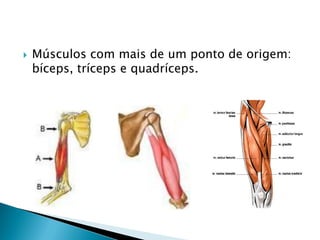    Músculos com mais de um ponto de origem:
    bíceps, tríceps e quadríceps.
 