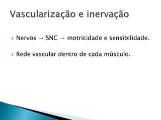    Nervos → SNC → motricidade e sensibilidade.

   Rede vascular dentro de cada músculo.
 
