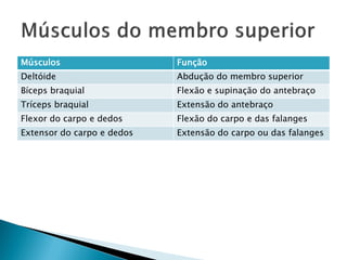 Músculos                    Função
Deltóide                    Abdução do membro superior
Bíceps braquial             Flexão e supinação do antebraço
Tríceps braquial            Extensão do antebraço
Flexor do carpo e dedos     Flexão do carpo e das falanges
Extensor do carpo e dedos   Extensão do carpo ou das falanges
 