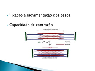    Fixação e movimentação dos ossos

   Capacidade de contração
 