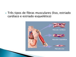    Três tipos de fibras musculares (liso, estriado
    cardíaco e estriado esquelético)
 