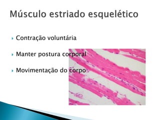    Contração voluntária

   Manter postura corporal

   Movimentação do corpo
 