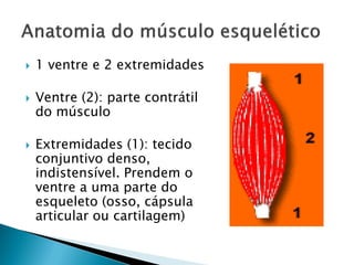    1 ventre e 2 extremidades

   Ventre (2): parte contrátil
    do músculo

   Extremidades (1): tecido
    conjuntivo denso,
    indistensível. Prendem o
    ventre a uma parte do
    esqueleto (osso, cápsula
    articular ou cartilagem)
 