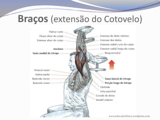Braços (extensão do Cotovelo)




                     www.educadorfisico.wordpress.com
 