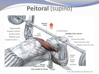 Peitoral (supino)




               www.educadorfisico.wordpress.com
 