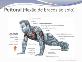 Peitoral (flexão de braços ao solo)




                         www.educadorfisico.wordpress.com
 