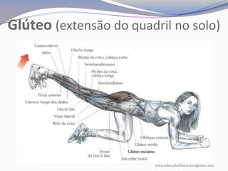 Glúteo (extensão do quadril no solo)




                        www.educadorfisico.wordpress.com
 