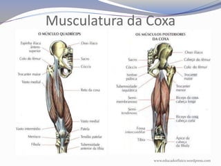 Musculatura da Coxa




               www.educadorfisico.wordpress.com
 