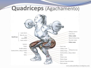 Quadríceps (Agachamento)




                   www.educadorfisico.wordpress.com
 