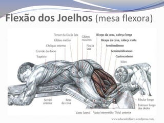 Flexão dos Joelhos (mesa flexora)




                       www.educadorfisico.wordpress.com
 