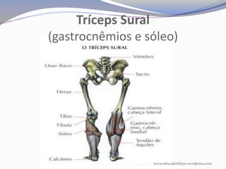 Tríceps Sural
(gastrocnêmios e sóleo)




                  www.educadorfisico.wordpress.com
 