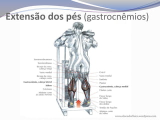 Extensão dos pés (gastrocnêmios)




                        www.educadorfisico.wordpress.com
 