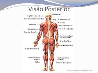 Visão Posterior




             www.educadorfisico.wordpress.com
 