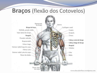Braços (flexão dos Cotovelos)




                       www.educadorfisico.wordpress.com
 