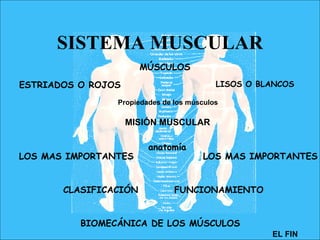 SISTEMA MUSCULAR MÚSCULOS ESTRIADOS O ROJOS LISOS O BLANCOS Propiedades de los músculos LOS MAS IMPORTANTES LOS MAS IMPORTANTES MISIÓN MUSCULAR FUNCIONAMIENTO BIOMECÁNICA DE LOS MÚSCULOS anatomía CLASIFICACIÓN EL FIN 
