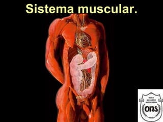Sistema muscular. 