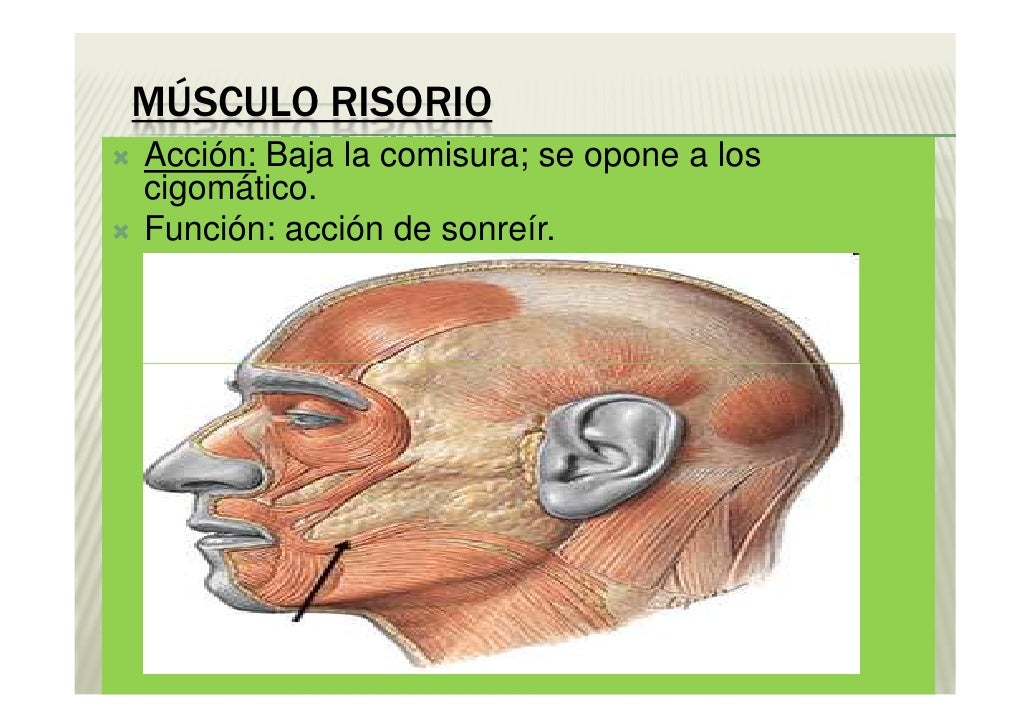 Sistema muscular Sistema muscular