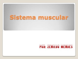 Sistema muscular Por: Zenildo Mendes 