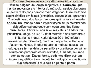 Os músculos esqueléticos estão revestidos por uma lâmina delgada de tecido conjuntivo, o perimísio, que manda septos para o interior do músculo, septos dos quais se derivam divisões sempre mais delgadas. O músculo fica assim dividido em feixes (primários, secundários, terciários). O revestimento dos feixes menores (primários), chamado endomísio, manda para o interior do músculo membranas delgadíssmas que envolvem cada uma das fibras musculares. A fibra muscular é uma célula cilíndrica ou prismática, longa, de 3 a 12 centímetros; o seu diâmetro é infinitamente menor, variando de 20 a 100 mícron (milésimos de milímetro), tendo um aspecto de filamento fusiforme. No seu interior notam-se muitos núcleos, de modo que se tem a idéia de ser a fibra constituída por várias células que perderam os seus limites, fundindo-se umas com as outras.  Dessa forma, podemos dizer que um músculo esquelético é um pacote formado por longas fibras, que percorrem o músculo de ponta a ponta.