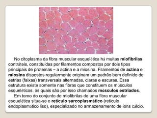 No citoplasma da fibra muscular esquelética há muitas miofibrilas contráteis, constituídas por filamentos compostos por dois tipos principais de proteínas – a actina e a miosina. Filamentos de actina e miosina dispostos regularmente originam um padrão bem definido de estrias (faixas) transversais alternadas, claras e escuras. Essa estrutura existe somente nas fibras que constituem os músculos esqueléticos, os quais são por isso chamados músculos estriados.Em torno do conjunto de miofibrilas de uma fibra muscular esquelética situa-se o retículo sarcoplasmático (retículo endoplasmático liso), especializado no armazenamento de íons cálcio. 