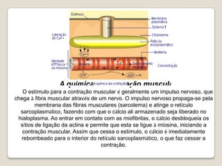 A química da contração muscularO estímulo para a contração muscular é geralmente um impulso nervoso, que chega à fibra muscular através de um nervo. O impulso nervoso propaga-se pela membrana das fibras musculares (sarcolema) e atinge o retículo sarcoplasmático, fazendo com que o cálcio ali armazenado seja liberado no hialoplasma. Ao entrar em contato com as miofibrilas, o cálcio desbloqueia os sítios de ligação da actina e permite que esta se ligue à miosina, iniciando a contração muscular. Assim que cessa o estímulo, o cálcio é imediatamente rebombeado para o interior do retículo sarcoplasmático, o que faz cessar a contração.
