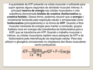 A quantidade de ATP presente na célula muscular é suficiente para suprir apenas alguns segundos de atividade muscular intensa. A principal reserva de energia nas células musculares é uma substância denominada fosfato de creatina (fosfocreatina ou creatina-fosfato). Dessa forma, podemos resumir que a energiaé inicialmente fornecida pela respiração celular é armazenada como fosfocreatina (principalmente) e na forma de ATP. Quando a fibra muscular necessita de energia para manter a contração, grupos fosfatos ricos em energia são transferidos da fosfocreatina para o ADP, que se transforma em ATP. Quando o trabalho muscular é intenso, as células musculares repõem seus estoques de ATP e de fosfocreatina pela intensificação da respiração celular. Para isso utilizam o glicogênio armazenado no citoplasma das fibras musculares como combustível.