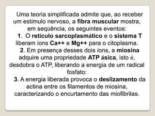 Uma teoria simplificada admite que, ao receber um estímulo nervoso, a fibra muscular mostra, em seqüência, os seguintes eventos:1.  O retículo sarcoplasmático e o sistema T liberam íons Ca++ e Mg++ para o citoplasma. 2. Em presença desses dois íons, a miosina adquire uma propriedade ATP ásica, isto é, desdobra o ATP, liberando a energia de um radical fosfato:3. A energia liberada provoca o deslizamento da actina entre os filamentos de miosina, caracterizando o encurtamento das miofibrilas.