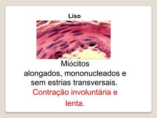 LisoMiócitos alongados, mononucleados e sem estrias transversais. Contração involuntária e lenta.