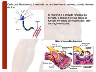 Cada uma fibra (célula) é inervada por uma terminação nervosa, situada no meio da fibra. O neurônio é a unidade funcional do cérebro, é através dele que todas as funções cerebrais são executadas, além da função muscular. 