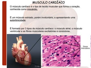 MUSCULO CARDÍACO O músculo cardíaco é o tipo de tecido muscular que forma o coração, conhecida como  miocárdio.   É um músculo estriado, porém involuntário, e apresentando uma  autoritmicidade ; É formado por 3 tipos de músculo cardíaco: o músculo atrial, o músculo ventricular e as fibras musculares excitatórias e condutoras.   