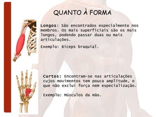 Longos : São encontrados especialmente nos membros. Os mais superficiais são os mais longos, podendo passar duas ou mais articulações.  Exemplo: Bíceps braquial.   QUANTO À FORMA Curtos:  Encontram-se nas articulações cujos movimentos tem pouca amplitude, o que não exclui força nem especialização. Exemplo: Músculos da mão.                          