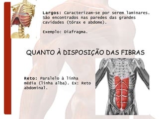Largos:  Caracterizam-se por serem laminares. São encontrados nas paredes das grandes cavidades (tórax e abdome). Exemplo: Diafragma.   Reto:  Paralelo à linha média (linha alba). Ex: Reto abdominal.  QUANTO À DISPOSIÇÃO DAS FIBRAS 