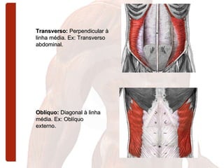 Transverso:  Perpendicular à linha média. Ex: Transverso abdominal.  Oblíquo:  Diagonal à linha média. Ex: Oblíquo externo. 