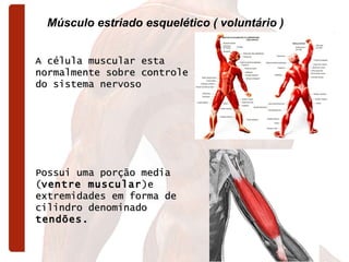 Músculo estriado esquelético ( voluntário ) A célula muscular esta normalmente sobre controle do sistema nervoso Possui uma porção media ( ventre muscular )e extremidades em forma de cilindro denominado  tendões. 