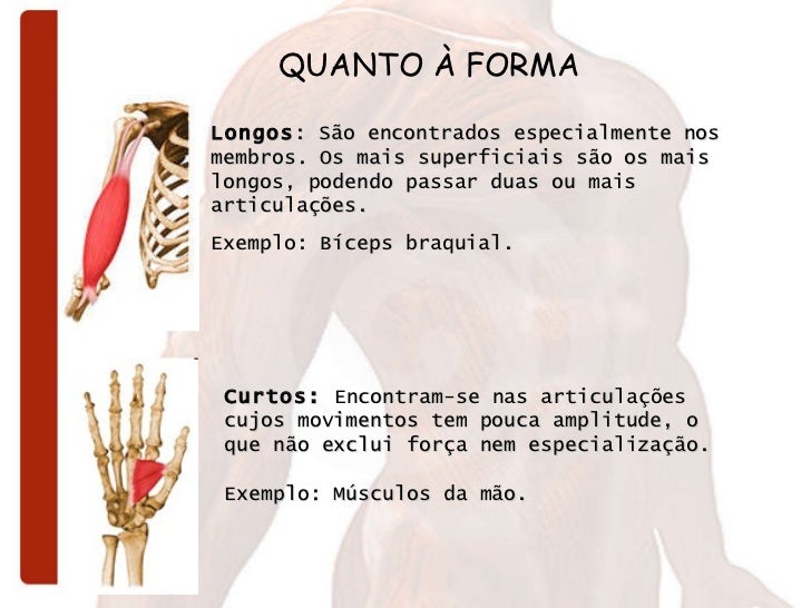 Definir E Dar Exemplos De Musculos Longos Largos E Curtos