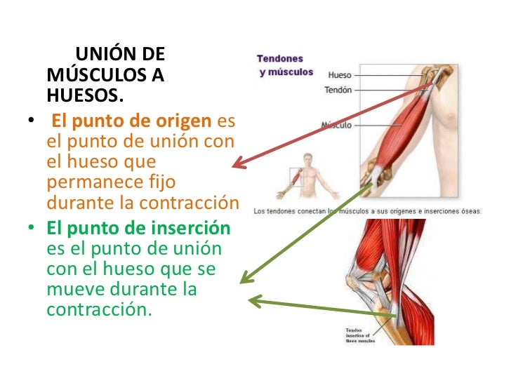 Sistemamuscular 110522182041phpapp01