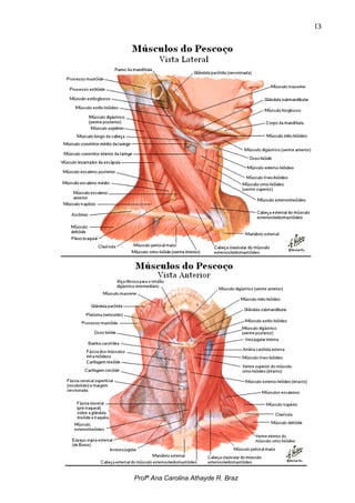 13




Profª Ana Carolina Athayde R. Braz
 