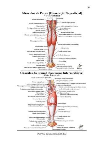30




Profª Ana Carolina Athayde R. Braz
 