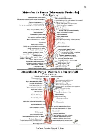 31




Profª Ana Carolina Athayde R. Braz
 