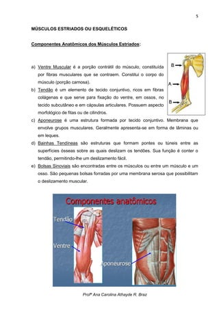 5

MÚSCULOS ESTRIADOS OU ESQUELÉTICOS


Componentes Anatômicos dos Músculos Estriados:




a) Ventre Muscular é a porção contrátil do músculo, constituída
   por fibras musculares que se contraem. Constitui o corpo do
   músculo (porção carnosa).
b) Tendão é um elemento de tecido conjuntivo, ricos em fibras
   colágenas e que serve para fixação do ventre, em ossos, no
   tecido subcutâneo e em cápsulas articulares. Possuem aspecto
   morfológico de fitas ou de cilindros.
c) Aponeurose é uma estrutura formada por tecido conjuntivo. Membrana que
   envolve grupos musculares. Geralmente apresenta-se em forma de lâminas ou
   em leques.
d) Bainhas Tendíneas são estruturas que formam pontes ou túneis entre as
   superfícies ósseas sobre as quais deslizam os tendões. Sua função é conter o
   tendão, permitindo-lhe um deslizamento fácil.
e) Bolsas Sinoviais são encontradas entre os músculos ou entre um músculo e um
   osso. São pequenas bolsas forradas por uma membrana serosa que possibilitam
   o deslizamento muscular.




                          Profª Ana Carolina Athayde R. Braz
 
