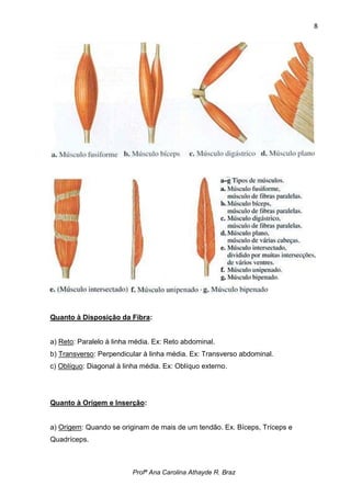 8




Quanto à Disposição da Fibra:


a) Reto: Paralelo à linha média. Ex: Reto abdominal.
b) Transverso: Perpendicular à linha média. Ex: Transverso abdominal.
c) Oblíquo: Diagonal à linha média. Ex: Oblíquo externo.




Quanto à Origem e Inserção:


a) Origem: Quando se originam de mais de um tendão. Ex. Bíceps, Tríceps e
Quadríceps.



                          Profª Ana Carolina Athayde R. Braz
 